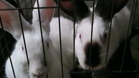 娱乐吃瓜兔子视频在线观看,揭秘热门视频背后的趣味故事