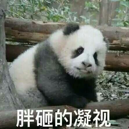 娱乐圈吃瓜熊猫胖胖,熊猫胖胖的吃瓜日常