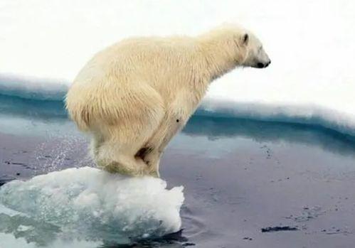 娱乐吃瓜酱北极熊,吃瓜酱视角下的极地风情