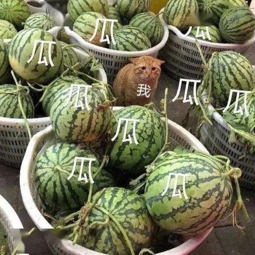 泡椒娱乐会长吃瓜,揭秘娱乐圈背后的“吃瓜”风云