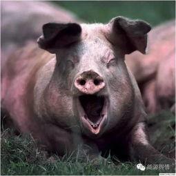 娱乐吃瓜酱猪猪视频下载,揭秘热门娱乐内容获取新方式