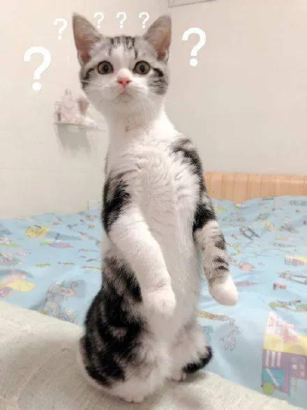 娱乐圈吃瓜猫咪是谁啊,揭秘网络红星的幕后推手