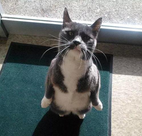 娱乐圈吃瓜猫咪是谁啊,揭秘网络红星的幕后推手