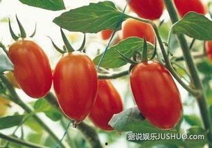 娱乐圈八卦吃瓜小说番茄,番茄小说揭秘明星背后的秘密