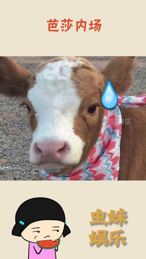 娱乐吃瓜酱猪,揭秘娱乐圈背后的那些事儿