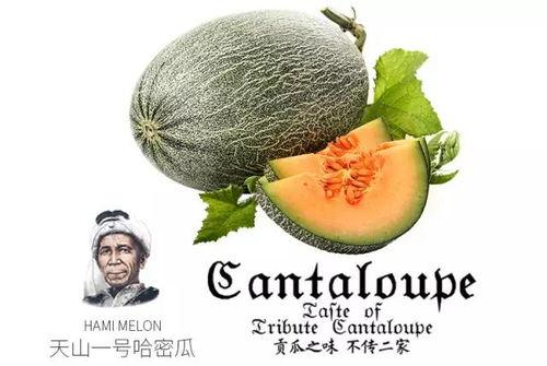 瓜家人在洛杉矶娱乐吃瓜号,瓜家人吃瓜大揭秘