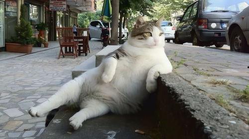 吃娱乐瓜tom猫的微博,Tom猫微博揭秘娱乐圈幕后故事