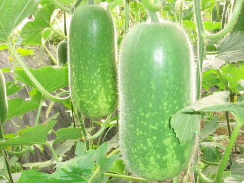 娱乐吃瓜场地图片大全高清,一场视觉盛宴